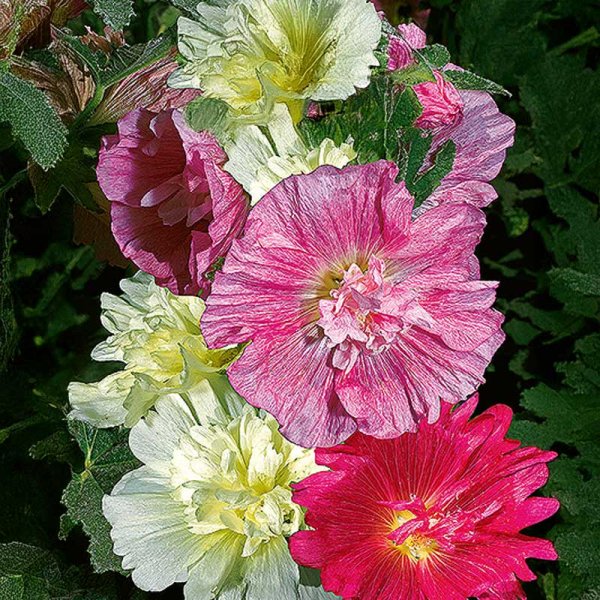 Hollyhock 'Majorette'