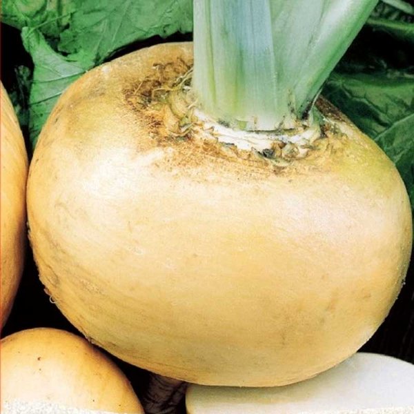 Majroe 'Jaune Boule D'or'