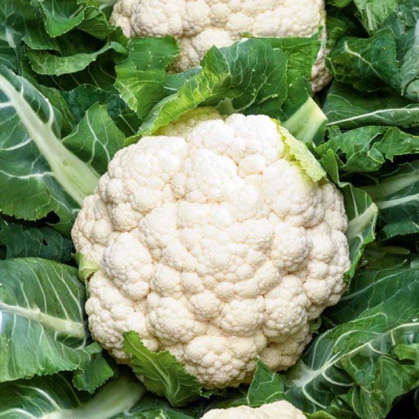 Blomkål 'Skywalker'