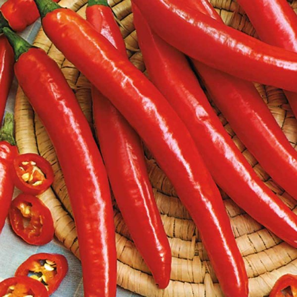 Chilipeber 'Ardito' F1