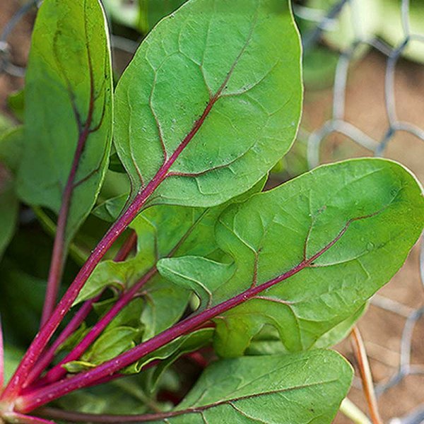 Spinat 'Red Tabby' F1