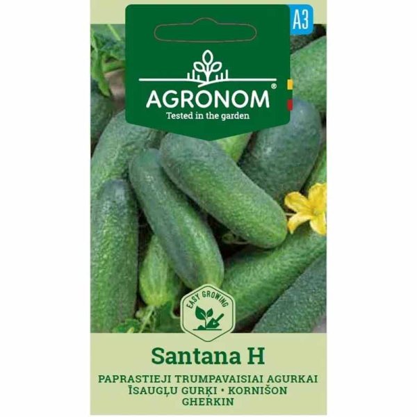 Frilandagurk 'Santana' F1