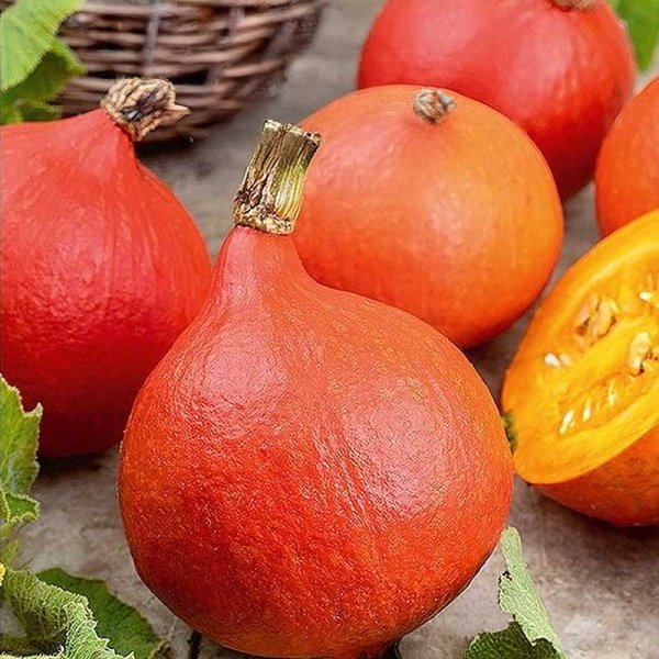 Græskar 'Uchhiki Kuri'