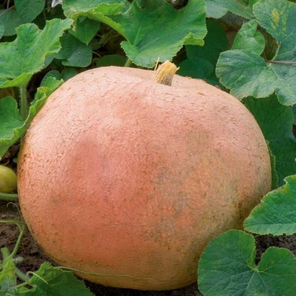 Græskar 'Jaune Gros de Paris'