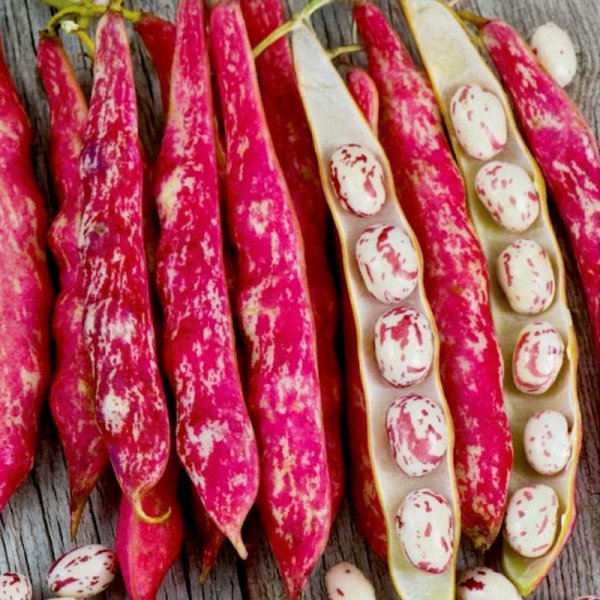 Bælgplante 'Coco Nain Rose D´Eyrague'