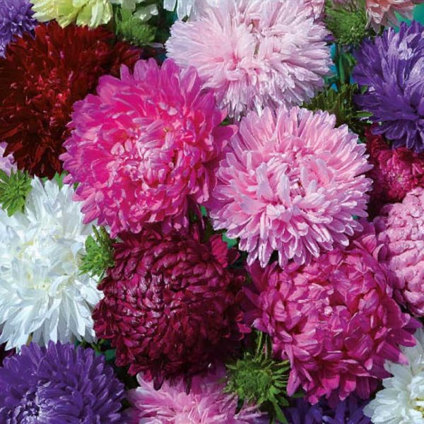 Asters 'Bolero Mix'