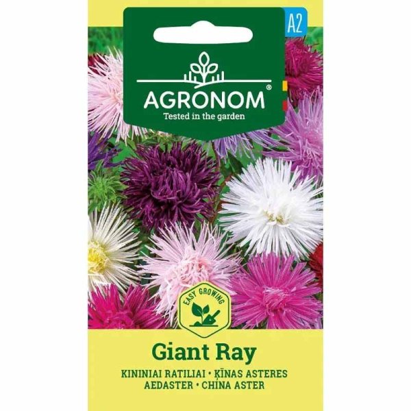 Asters 'Giant Ray'