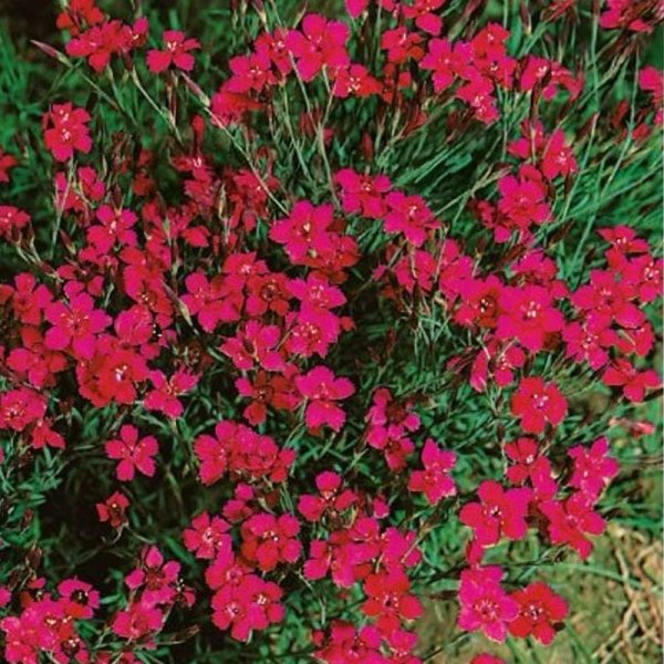 Engnellike 'Flashing light'