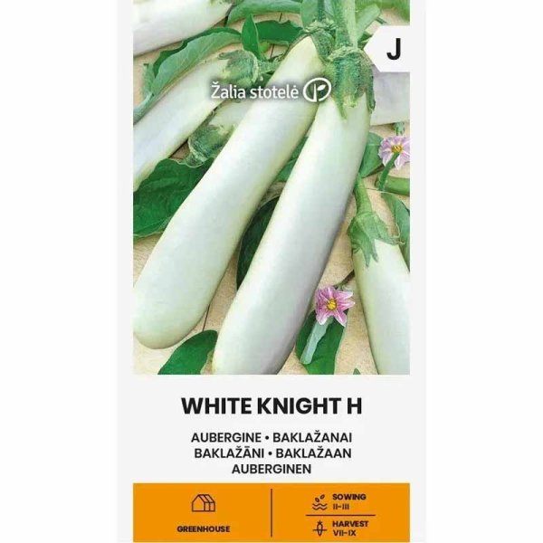Aubergine 'White knight' H