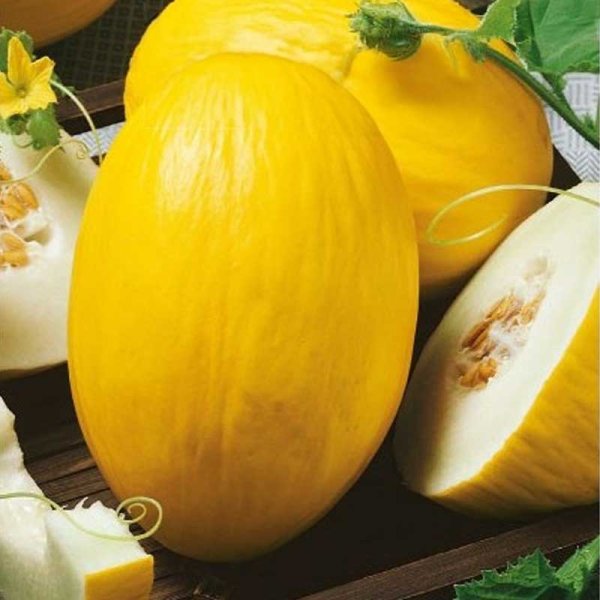 Melon 'Amarillo Canario'
