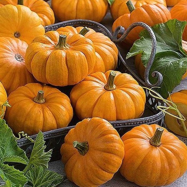 Græskar 'Jack Be Little'