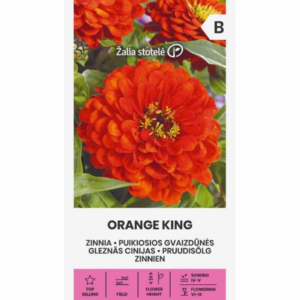 Zinnia 'Orange King'