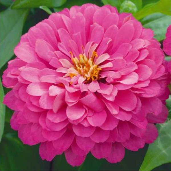 Zinnia 'Luminosa'