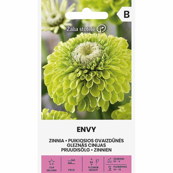Zinnia 'Envy'