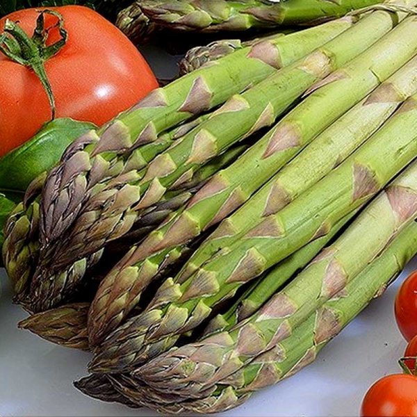 Asparges 'Mary Washington'