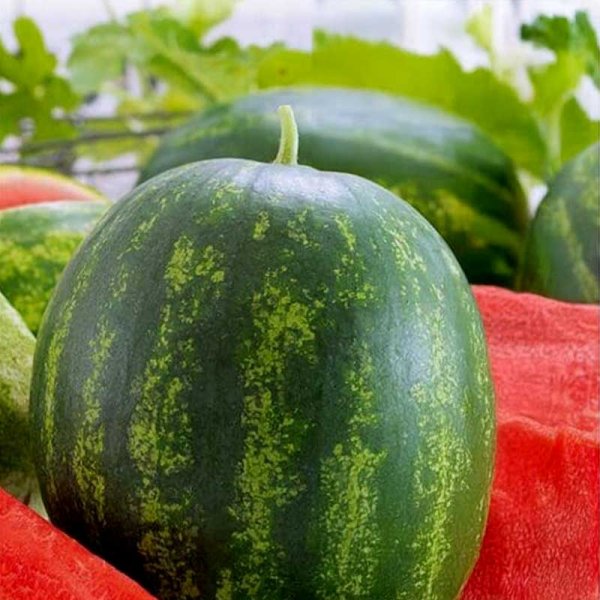 Vandmelon 'Asahi Miyako' F1