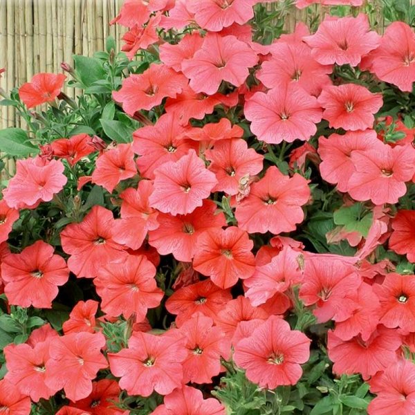 Petunia 'Velvet F1 Salmon Shades'