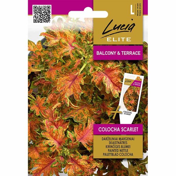 Paletblad 'Colocha Scarlet'