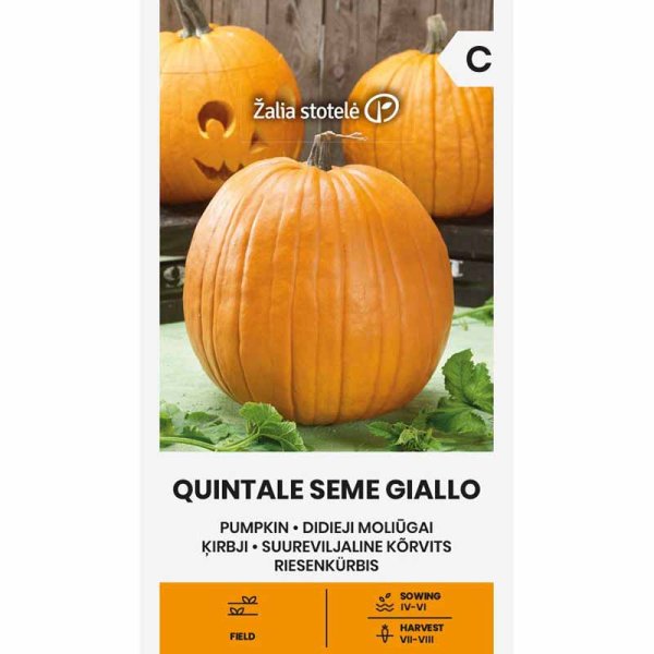 Græskar 'Quintale Seme Giallo'