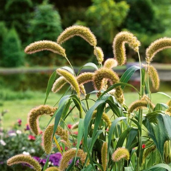 Kolbehirse