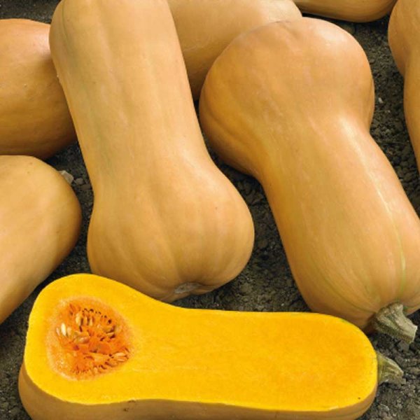 Moskusgræskar 'Waltham Butternut'