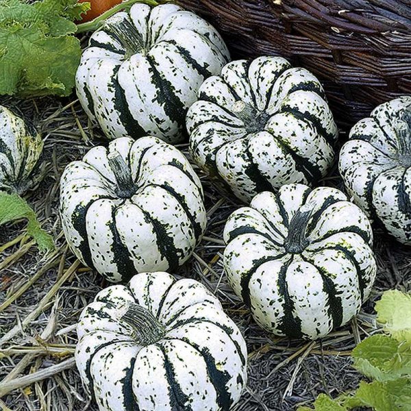 Græskar 'Sweet Dumpling'