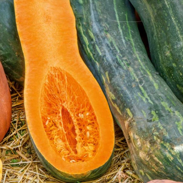 Moskusgræskar 'Naples Long'