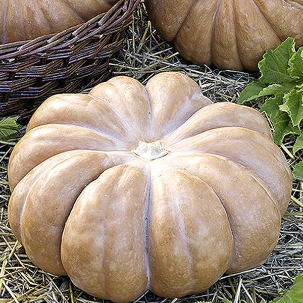 Moskusgræskar 'Muscade de Provence'