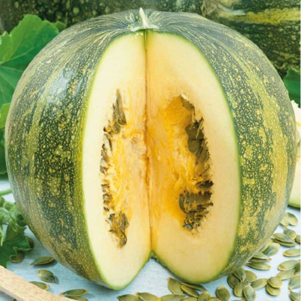Squash 'Olga'