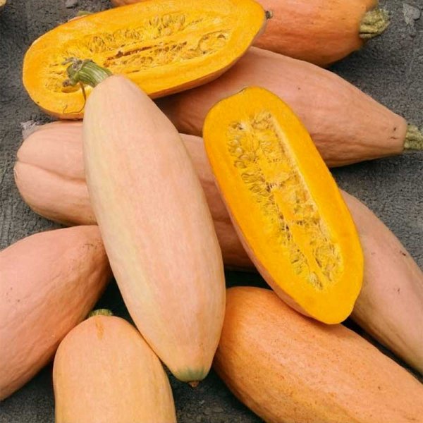 Kæmpegræskar 'Pink banana jumbo'