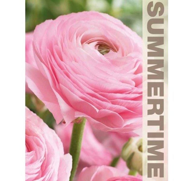 Ranunkel Rosa