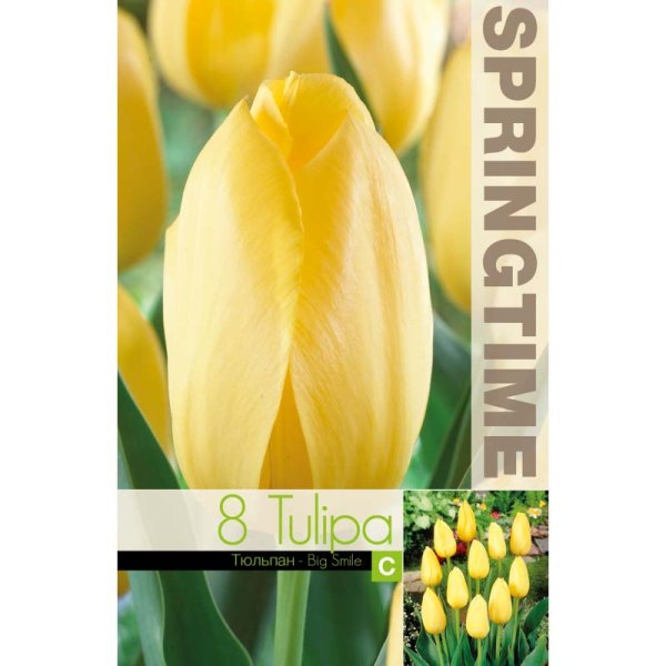 Tulpan ’Big Smile’