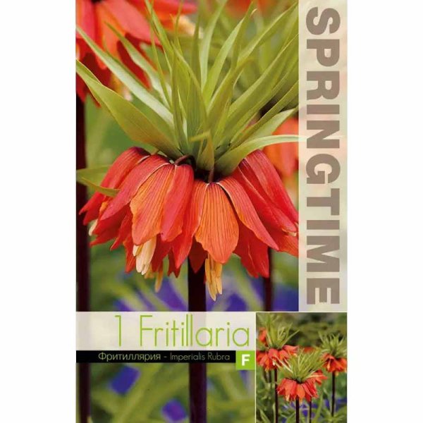 Rød kejserkrone 'Rubra'