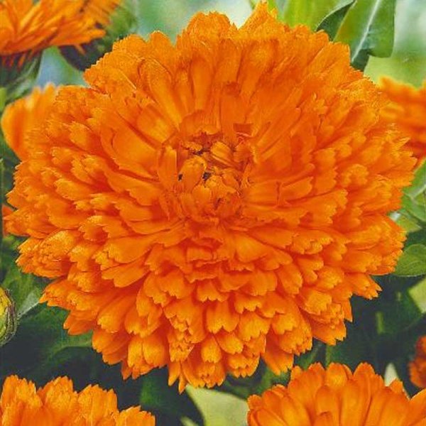 Calendula 'Orange gitana'