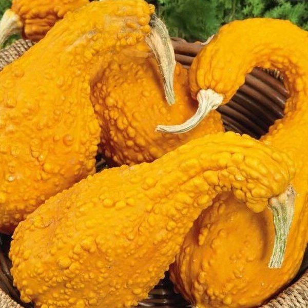 Græskar 'GA GA GA' H