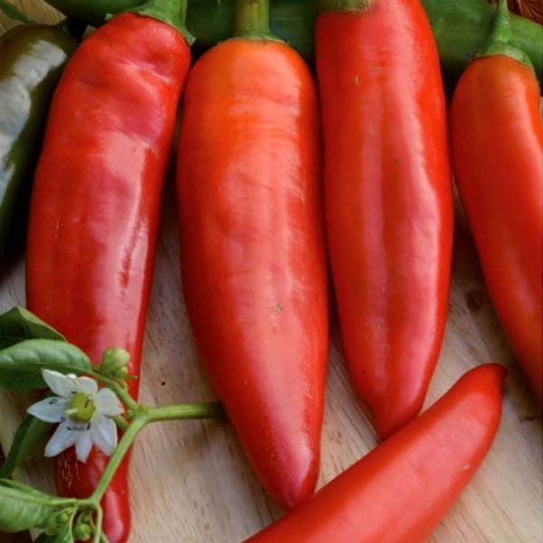 Chilipeber 'Anaheim chili'