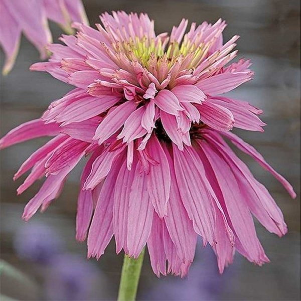 Rød solhat 'Paradiso Super Duper'