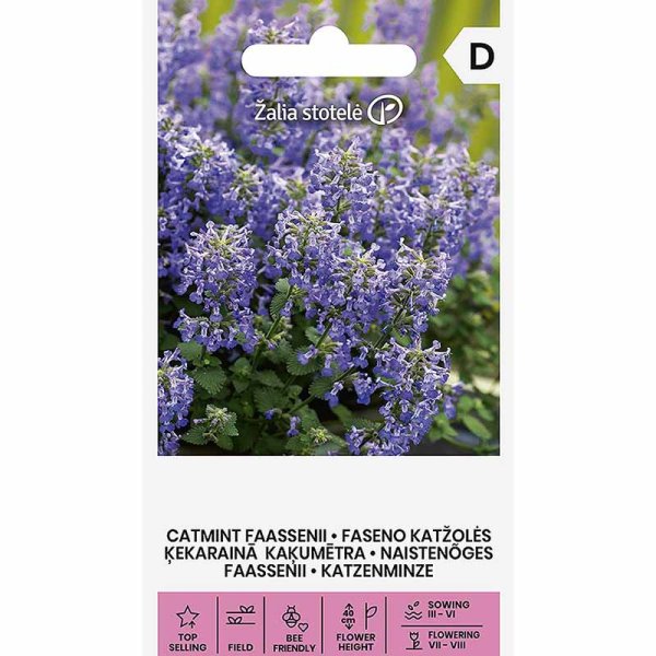 Kattemynte 'Faasseni'