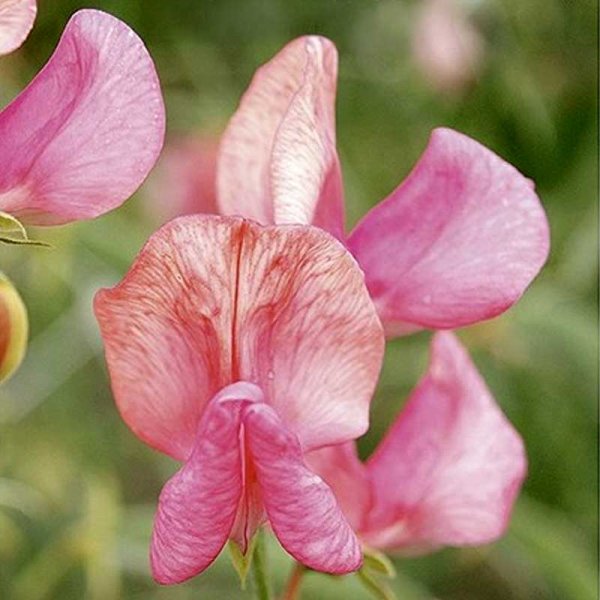 Ærteblomst 'Old Spice Miss Willmot'