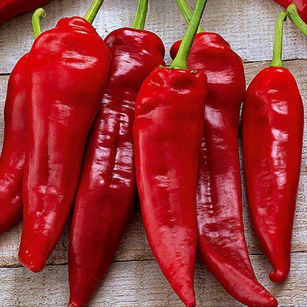 Peberfrugt 'Komtesa' F1