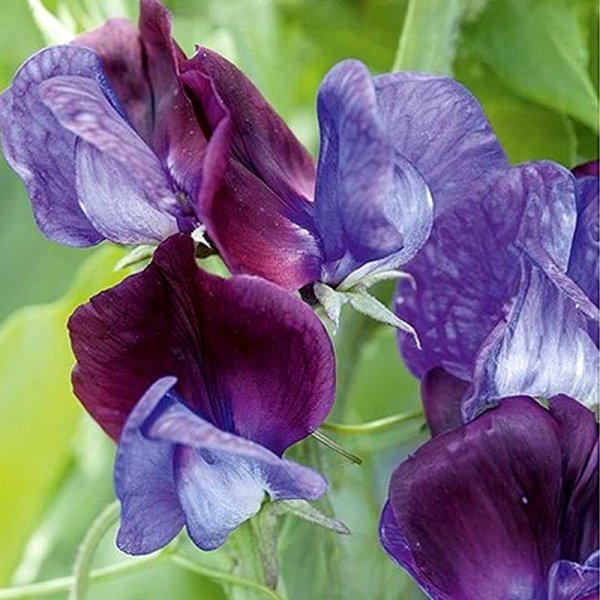 Ærteblomst 'Grandiflora Matucana'