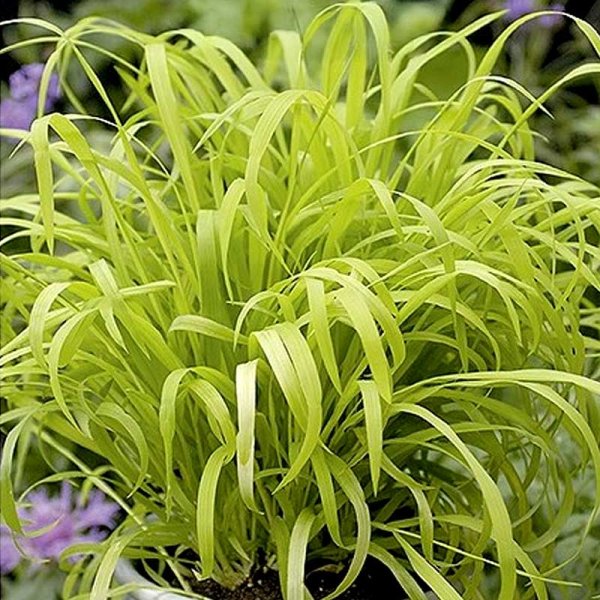 Hirsegræs 'Aureum'