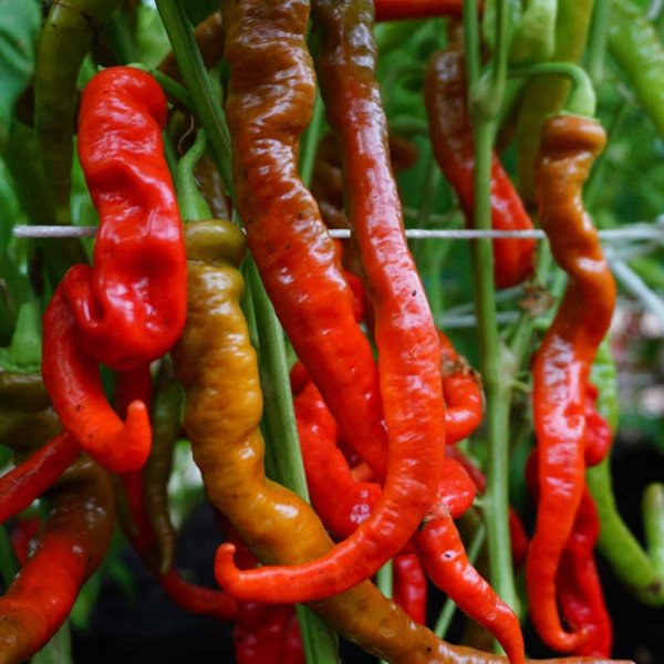 Chilipeber 'Lombardo'