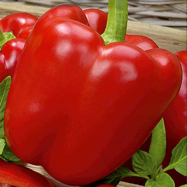 Peberfrugt 'Bendigo' F1