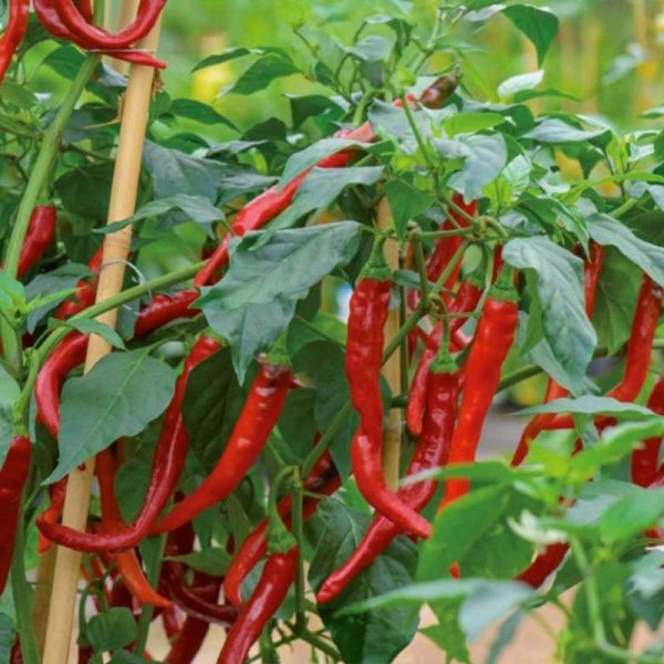 Chili Pepper 'Hot de cayenne'