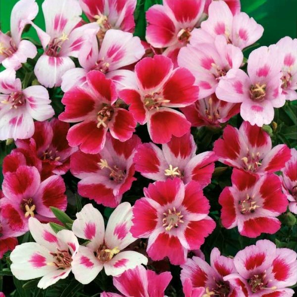 Sommerazalea 'Monarch'