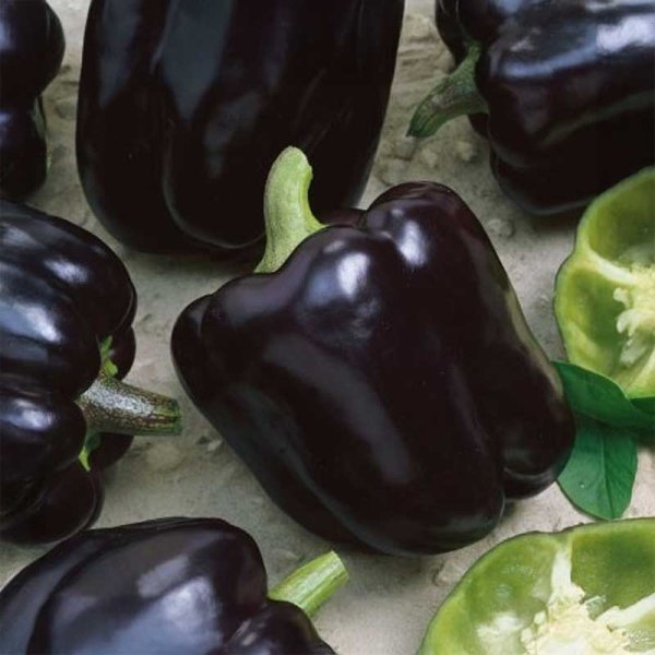 Peberfrugt 'Andromeda'