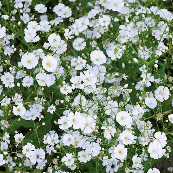 Brudeslør 'Covent Garden Market'