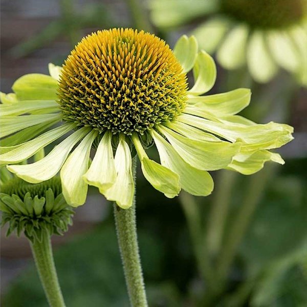 Rød solhat 'Alan's Pride'