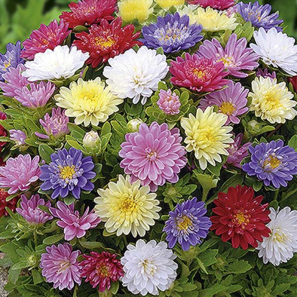 Asters 'Pinocchio mix'
